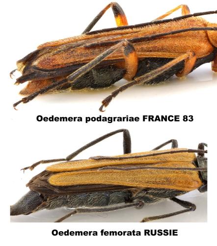 Oedemera divers
